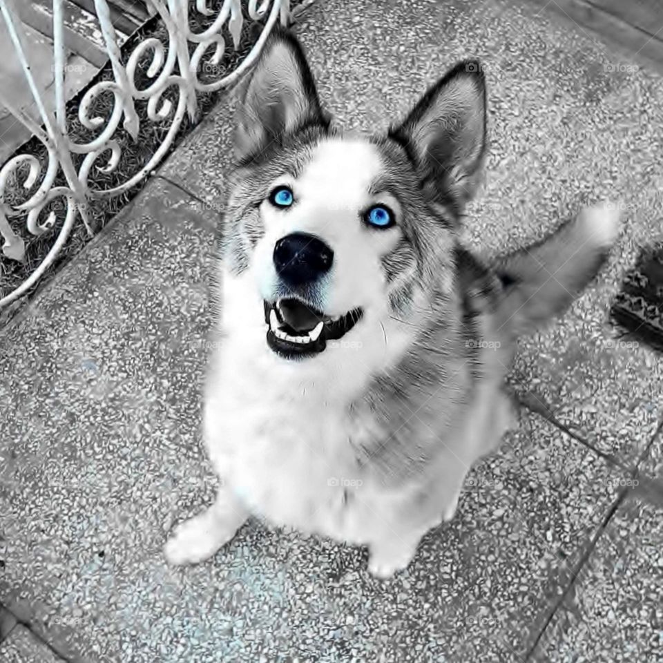 Husky dog