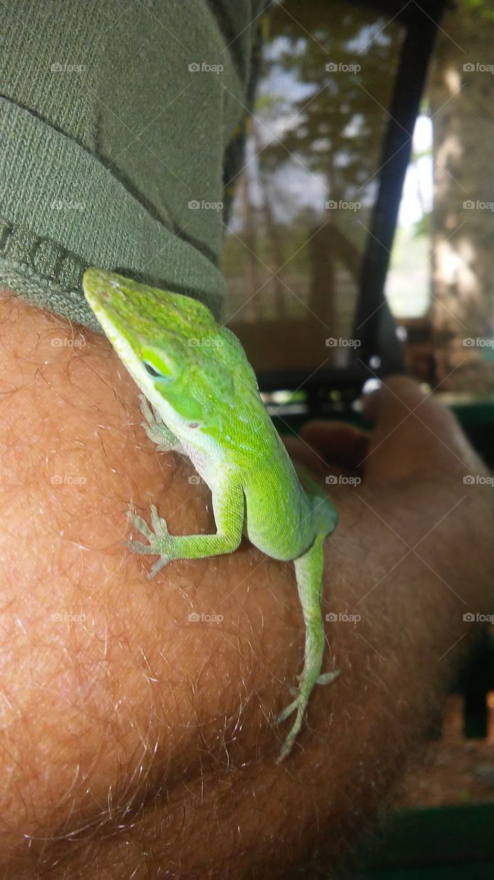 Green lizard Lousiana bayou buddy.