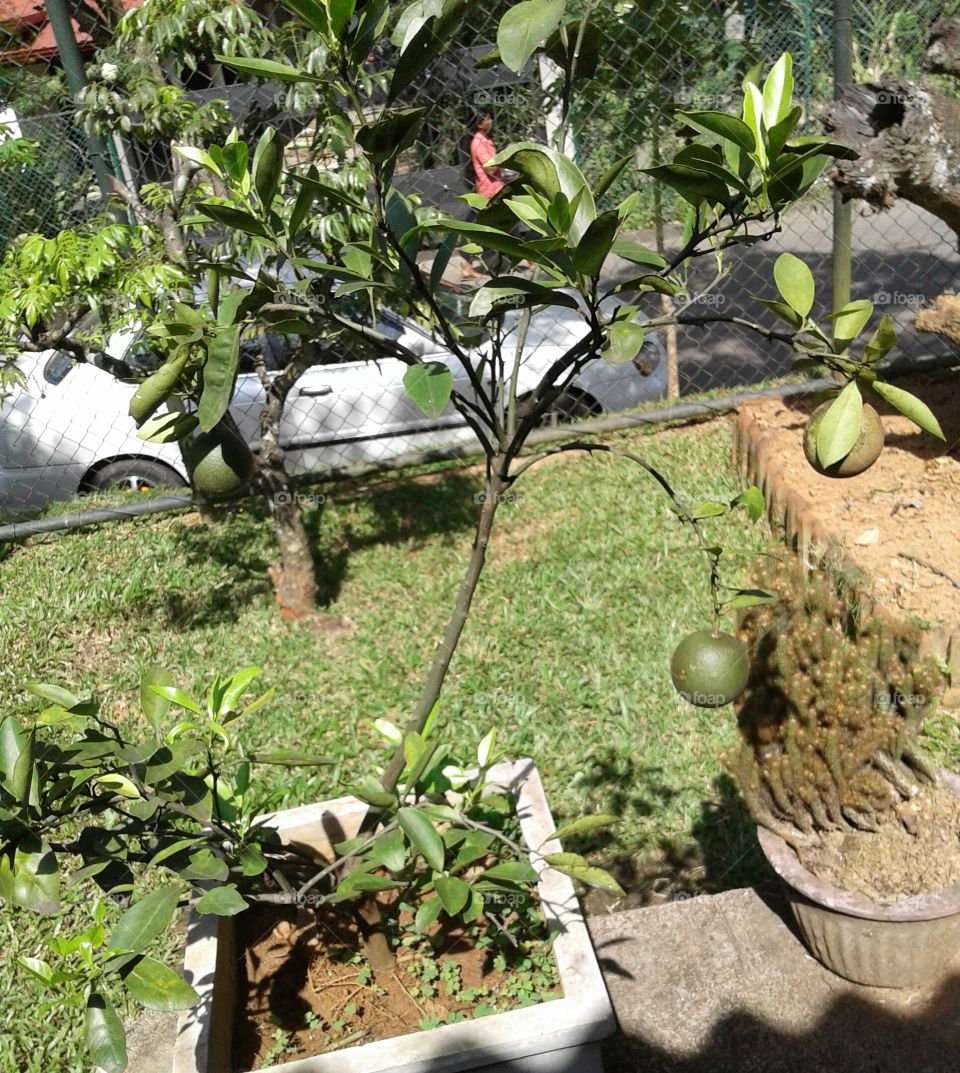 Citres Species _ Orange