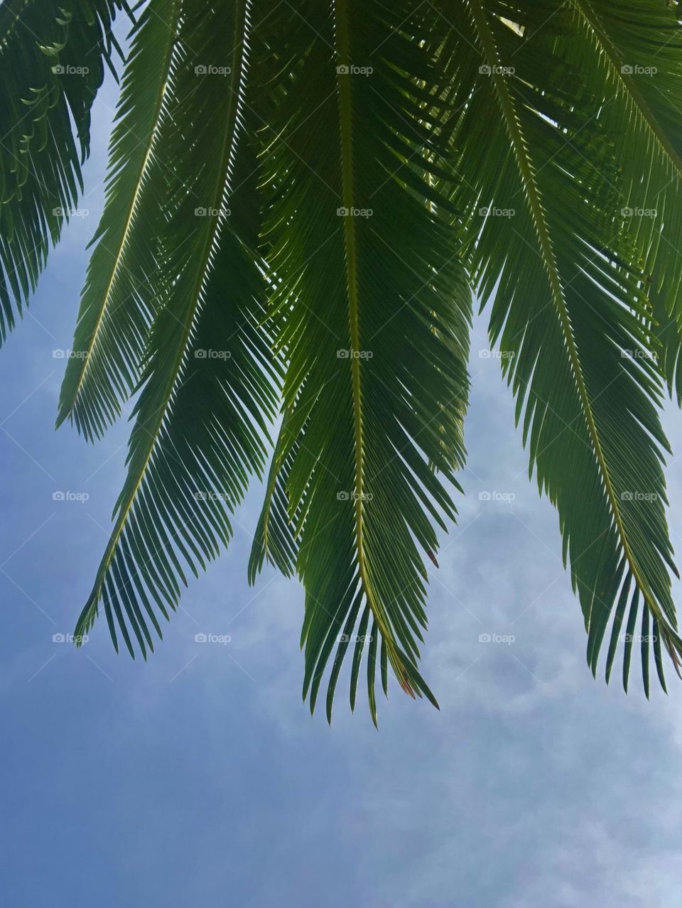 Editor’s choice. Upshot of sago palm fronds against a hazy morning sky down at the bay house 🌴