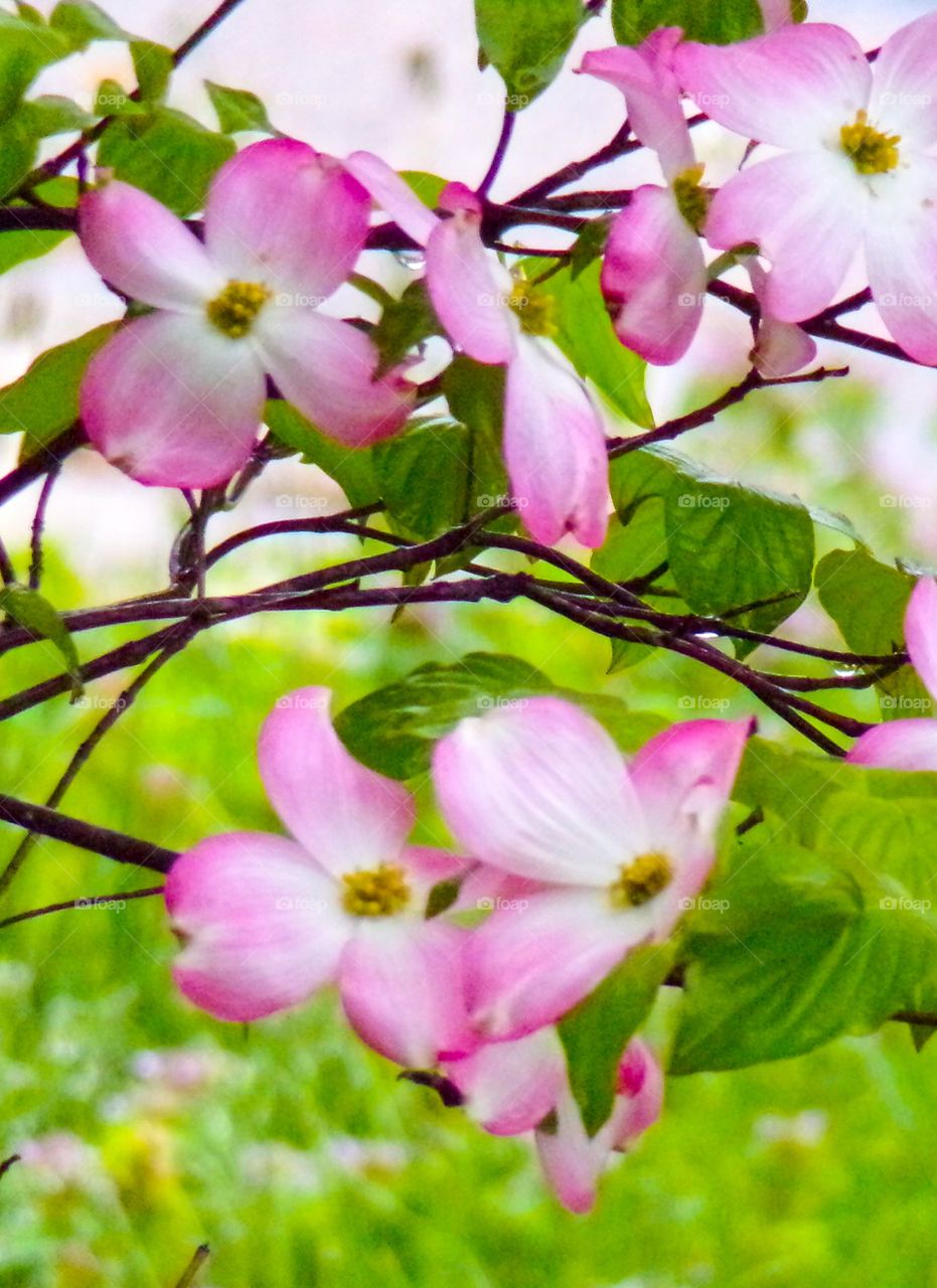 Pink and white flowers on a branch