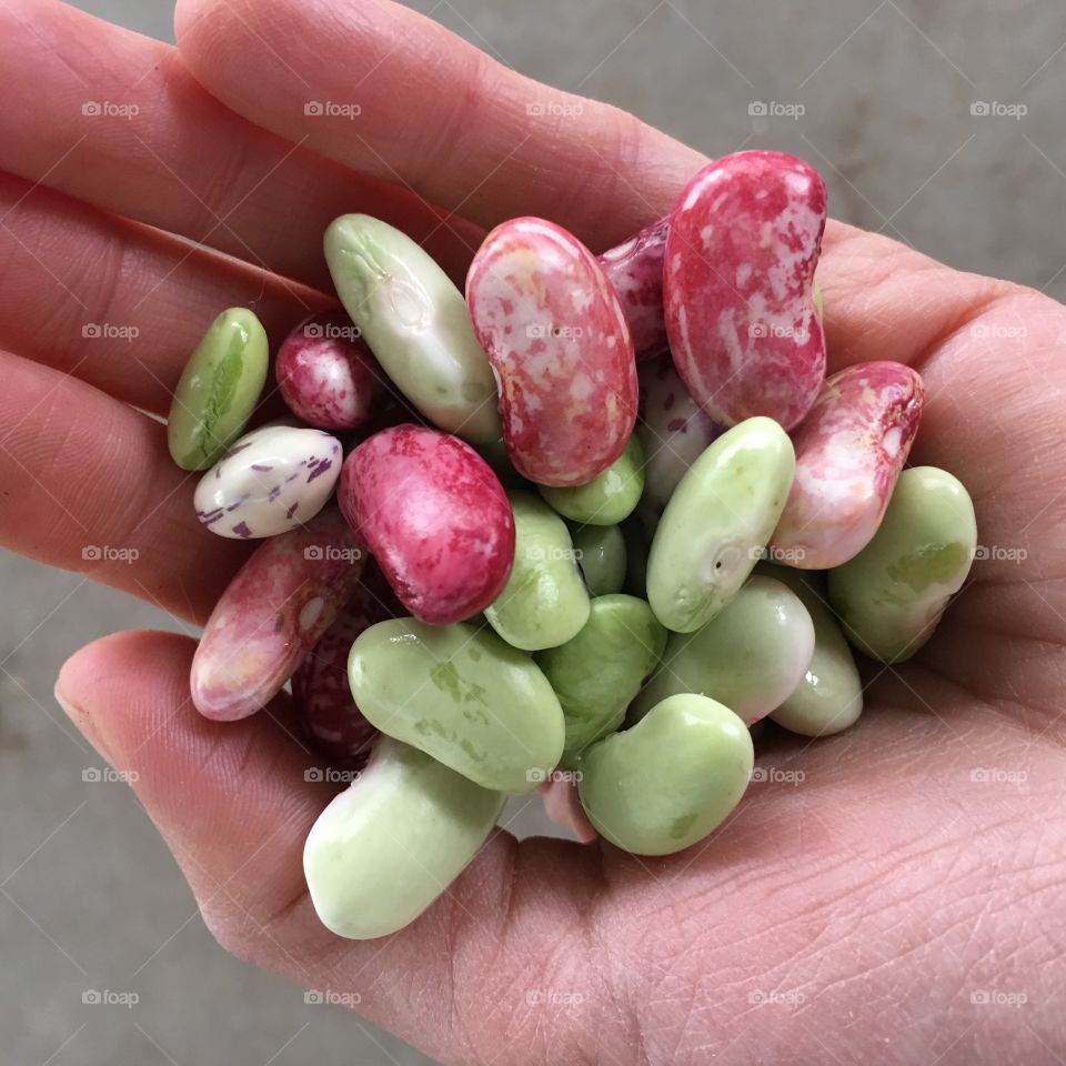 Beans 