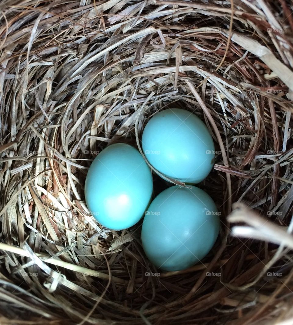 Blue bird eggs
