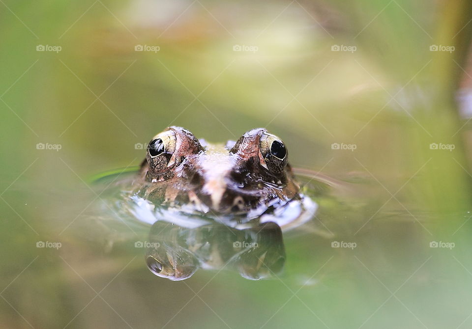 Face of Fejervarya sp into the fishpond . Green frog character specialist of the mud at the surround of ricefield . Aslike of common character frog when the rainy season , this frog looks many for sounding in calling one - anothers at night .