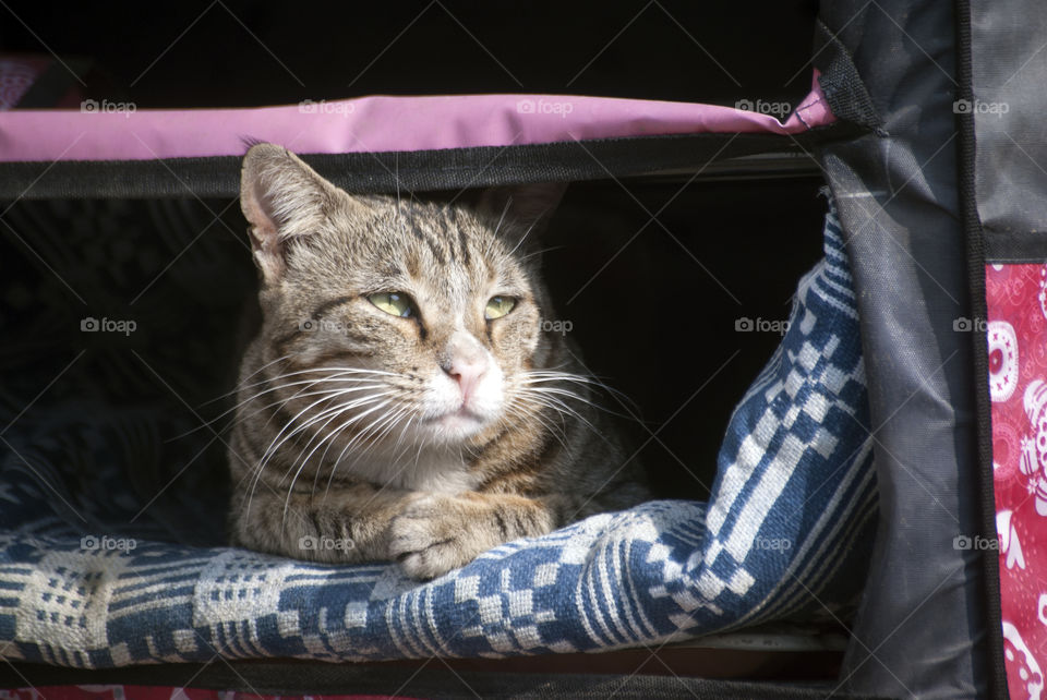 Missy meow and her beautiful mesmerising eyes - her every look is a picture to be captured.