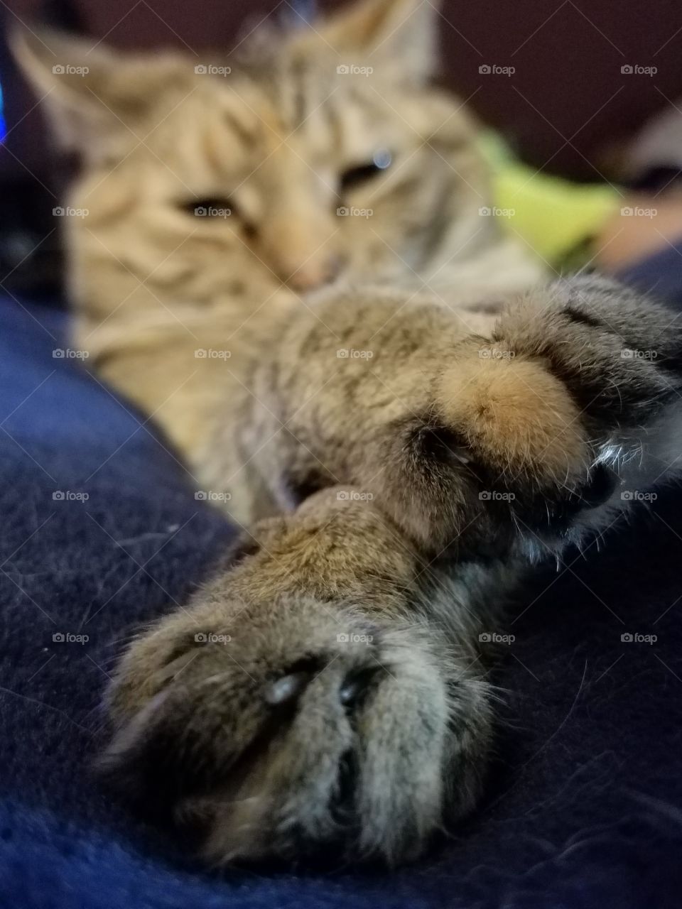 Sleepy paws