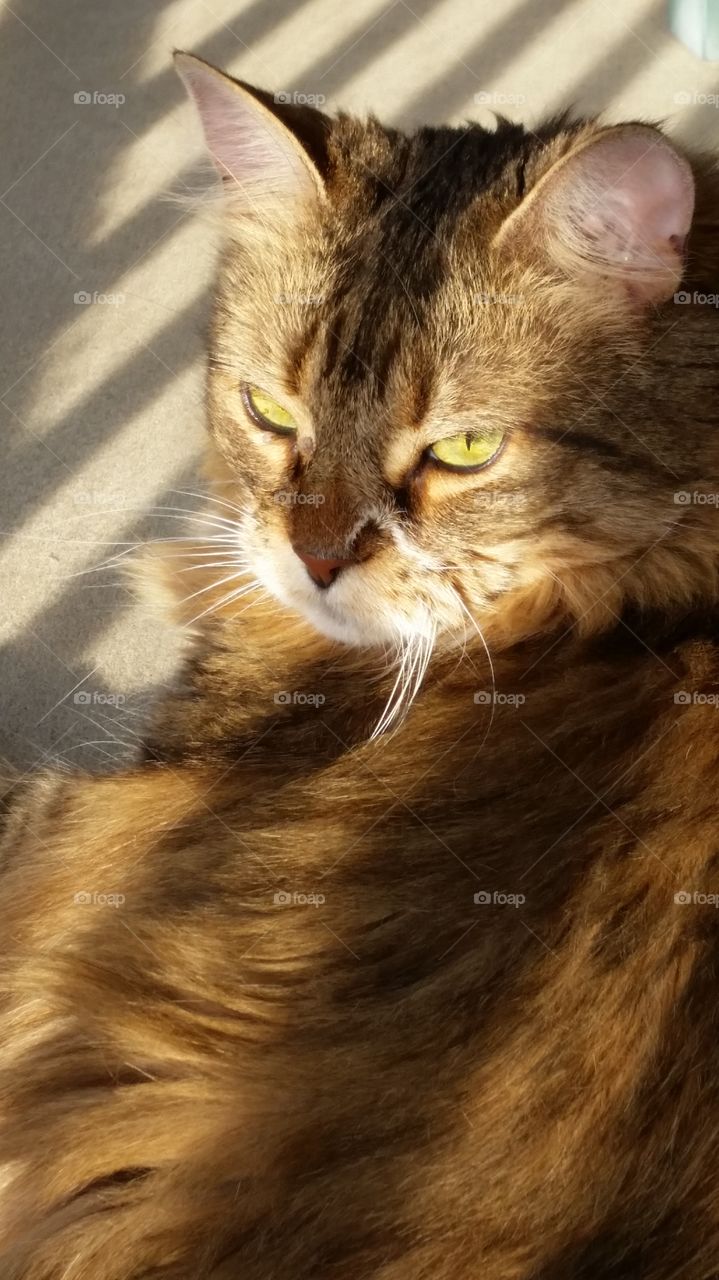 My girl basking in the sun