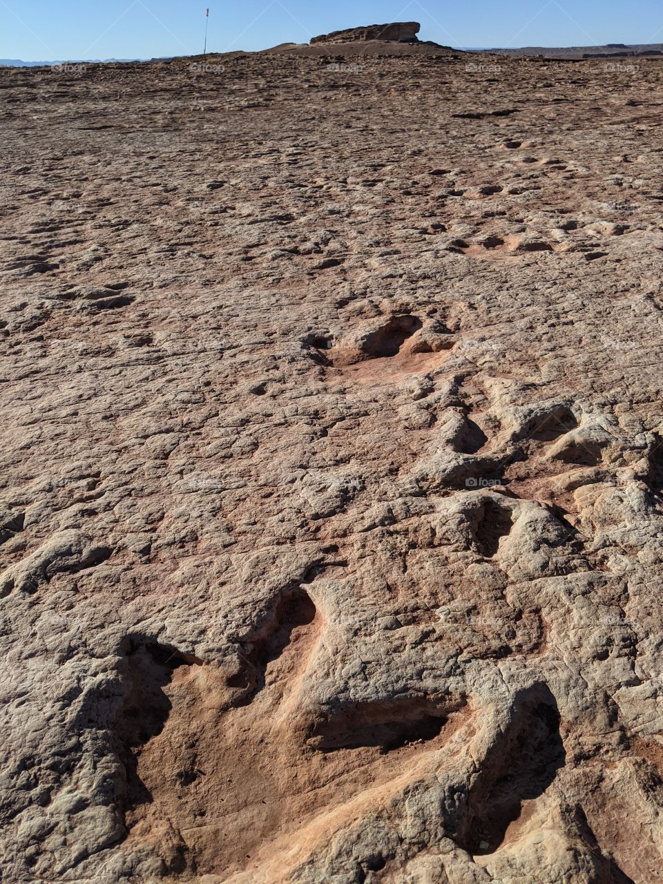 Fossilized Dinosaur Tracks in Utah