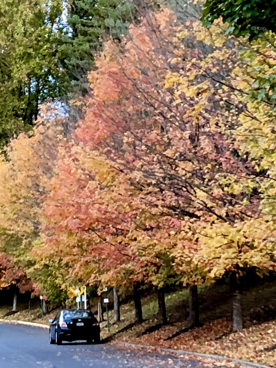 Large autumn trees