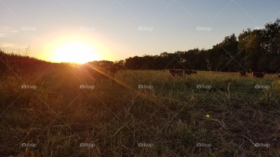 Calves Grazing as Sun Sets