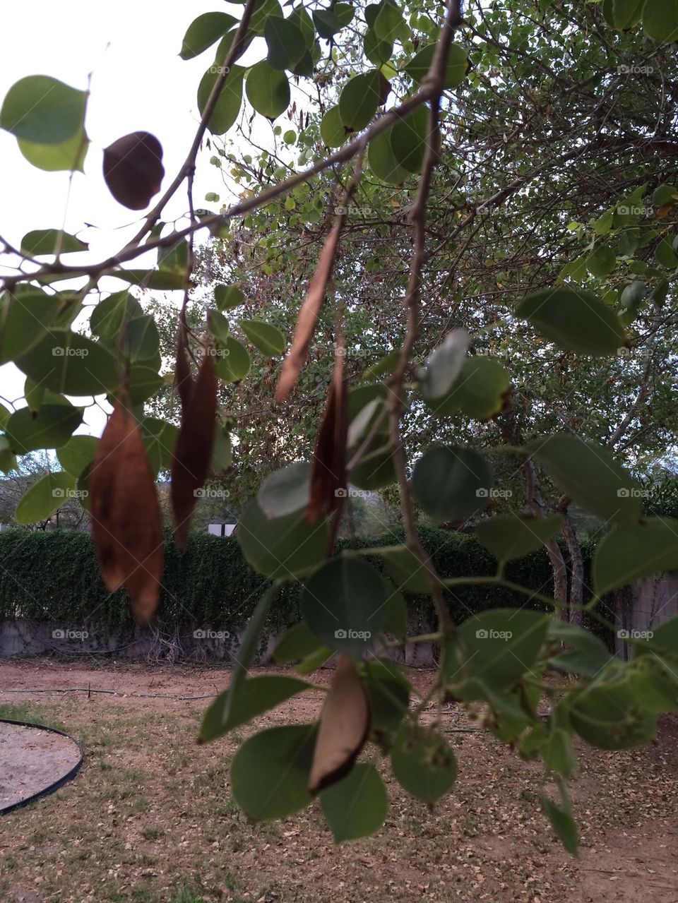 Close Up on Leaves