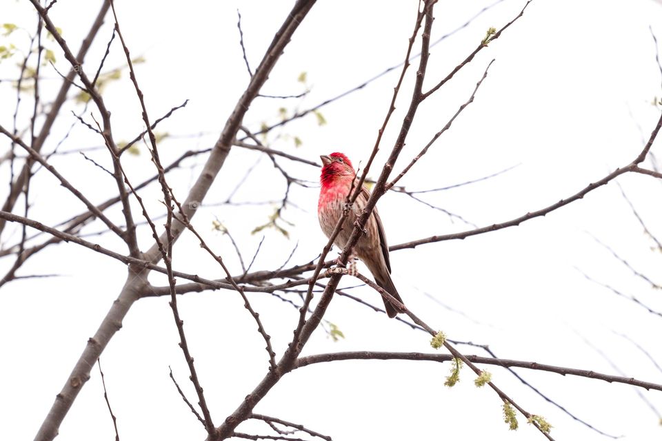 Cardinal in a tree
