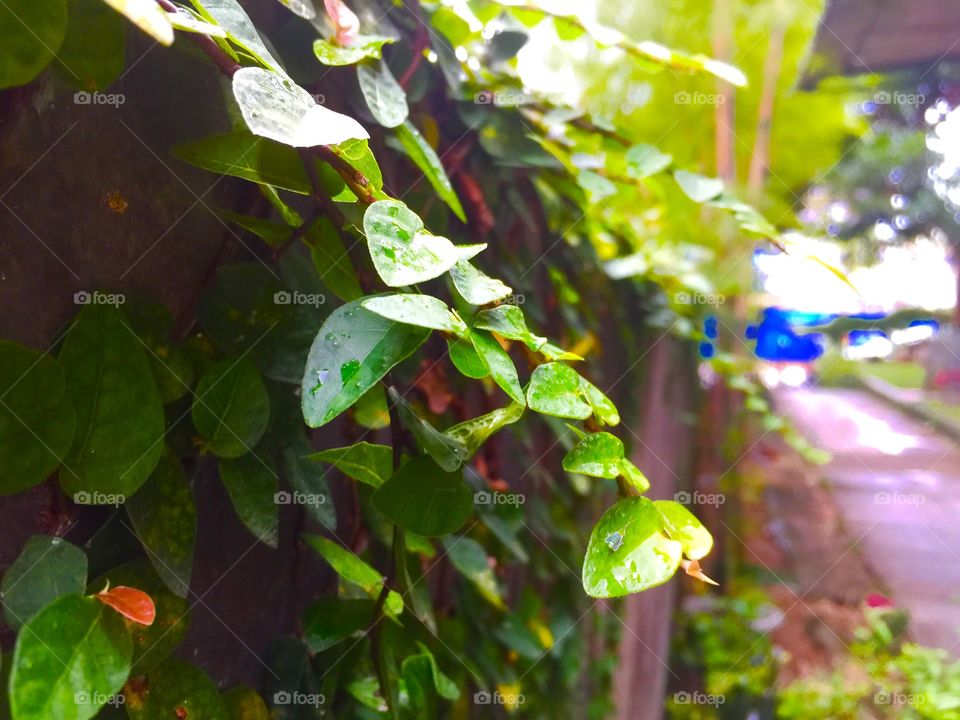 beautiful green leaves