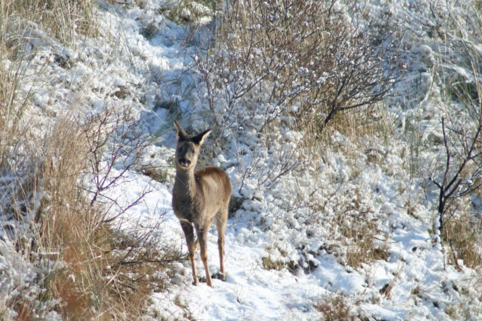 Little deer in the snow