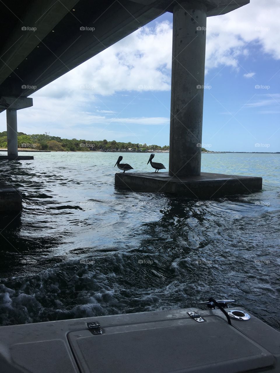 Pelicans under a bridge 