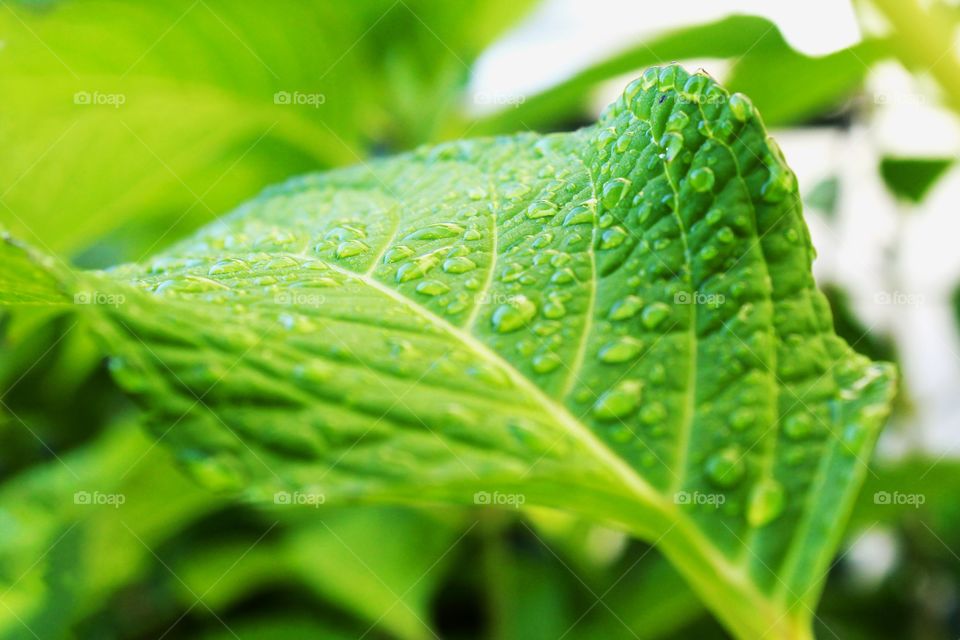 Leaf with morning dew