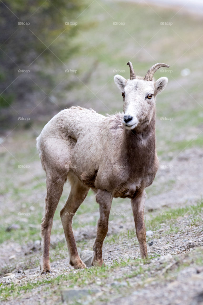 Bighorn sheep in the Montana mountains. 