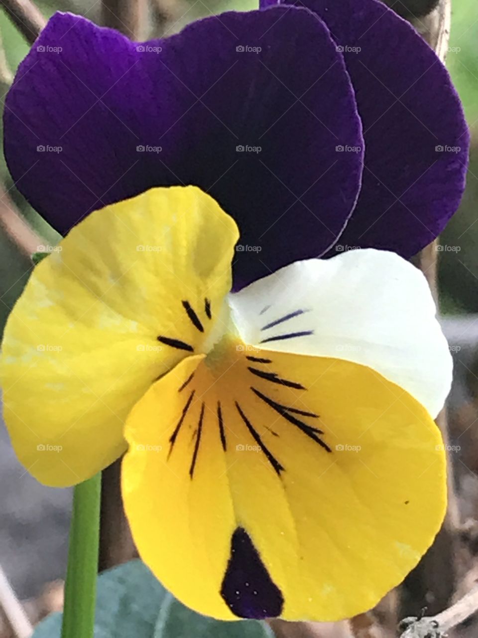 First flower coming back in my pot after the winter.