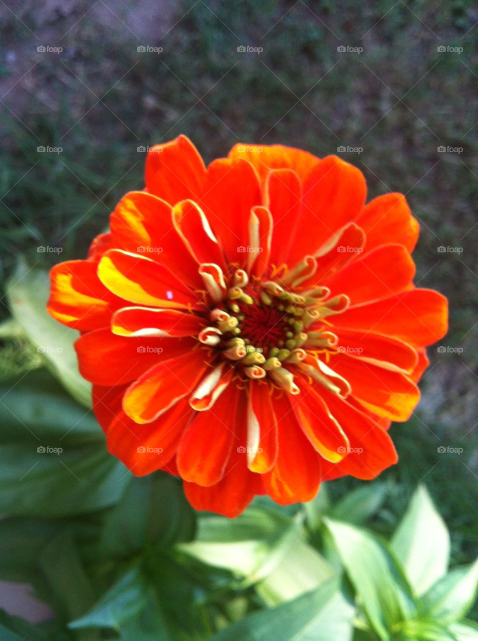 Beautiful Orange Zinnia . Flower