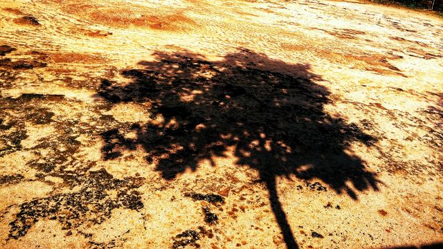 Shadow