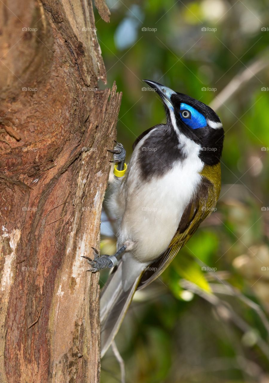 Colorful bird on a tree. Side profile photo of a colorful bird hanging from the tree. Bright blue around eyes. Black chest. Brown tree trunk