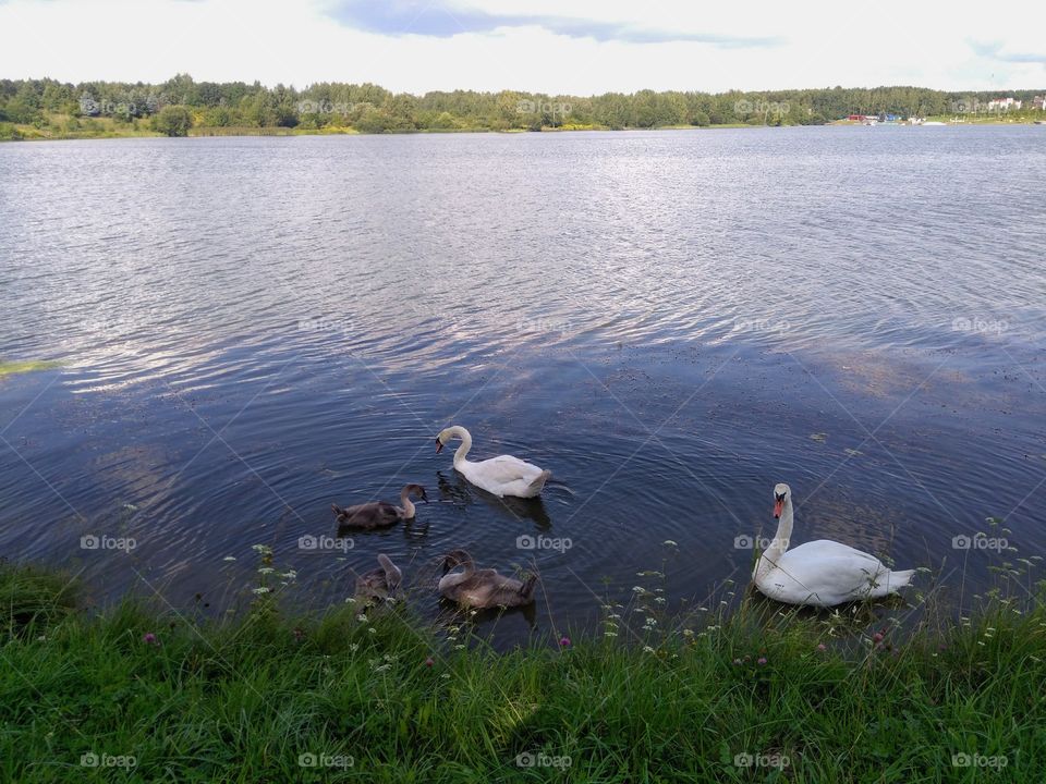 swans family on a lake summer landscape blue sky background