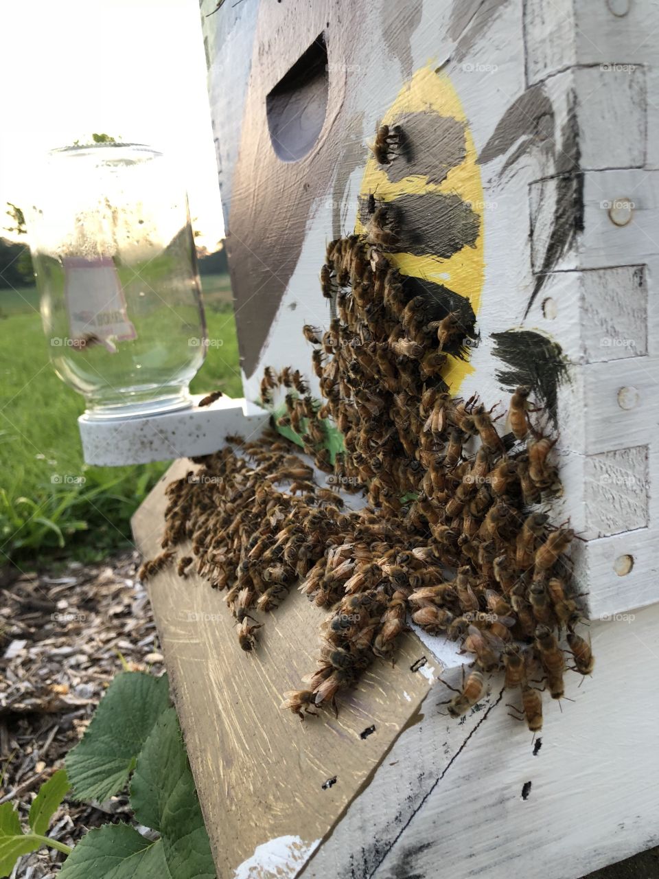 Hot day for bees