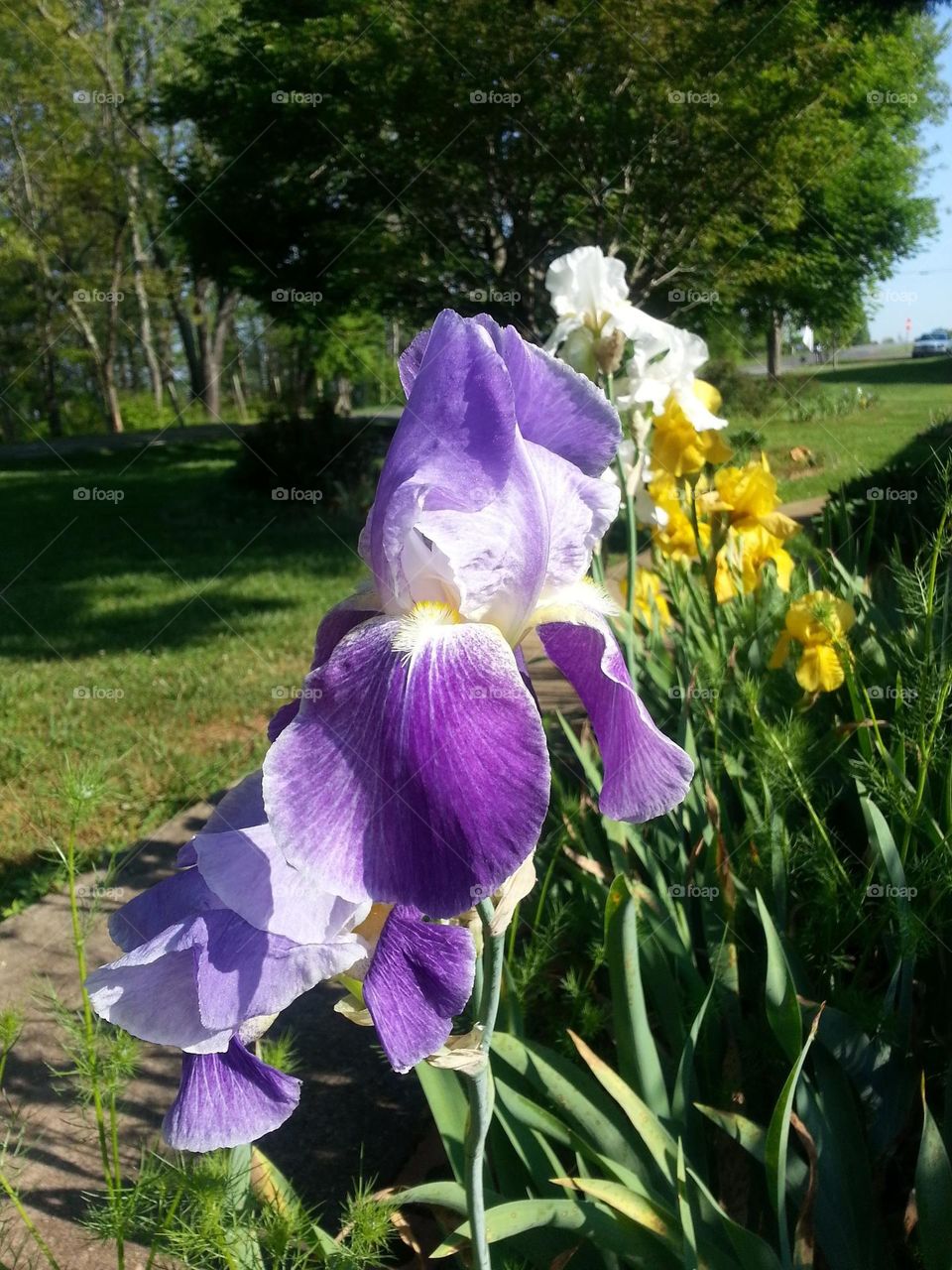 Iris