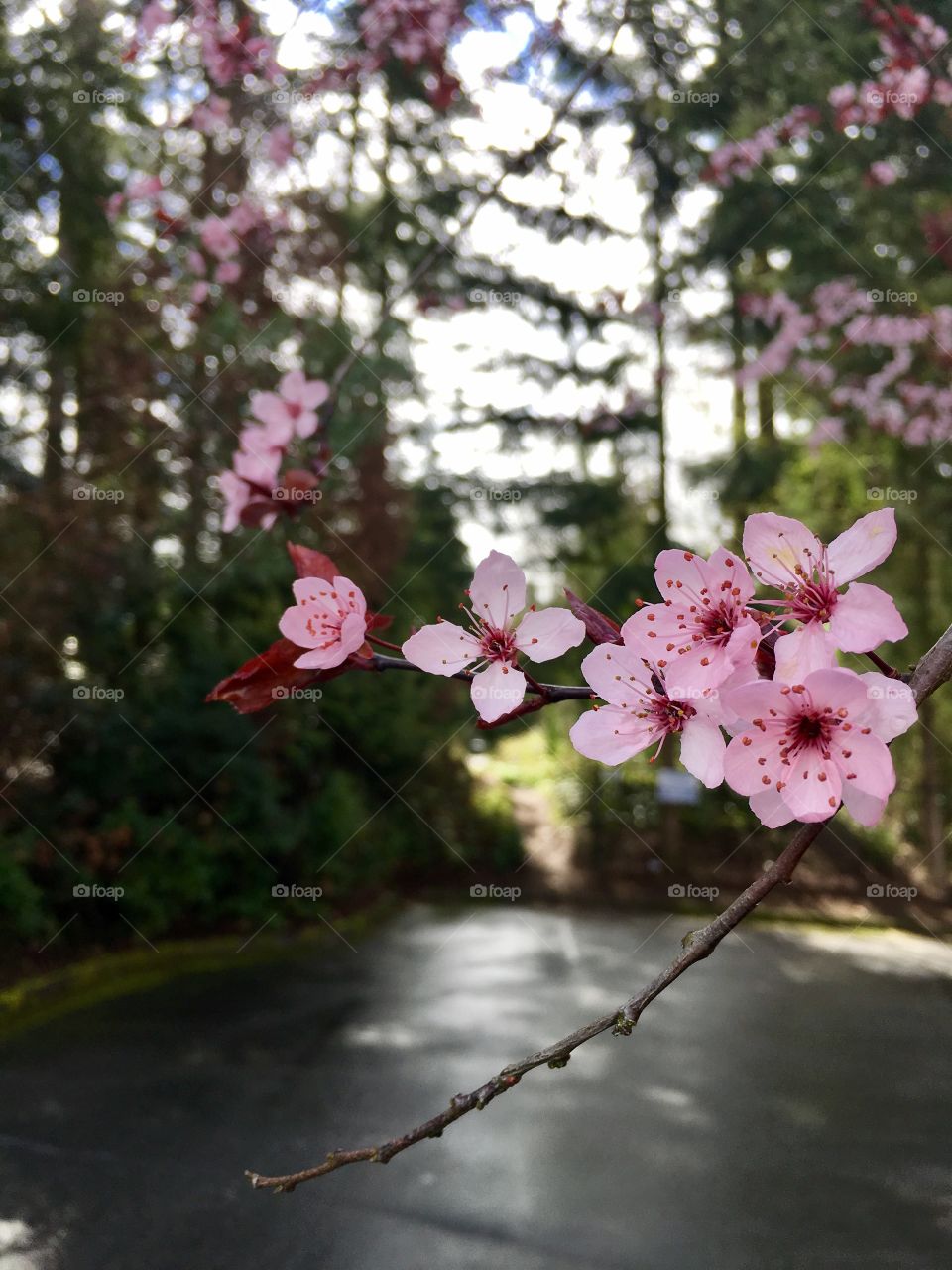 Spring blossom ! Cherry blossom! 