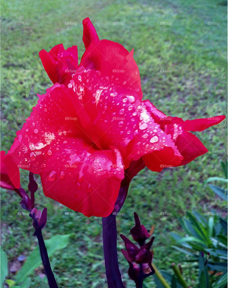 Red flower covered in dewdrops.