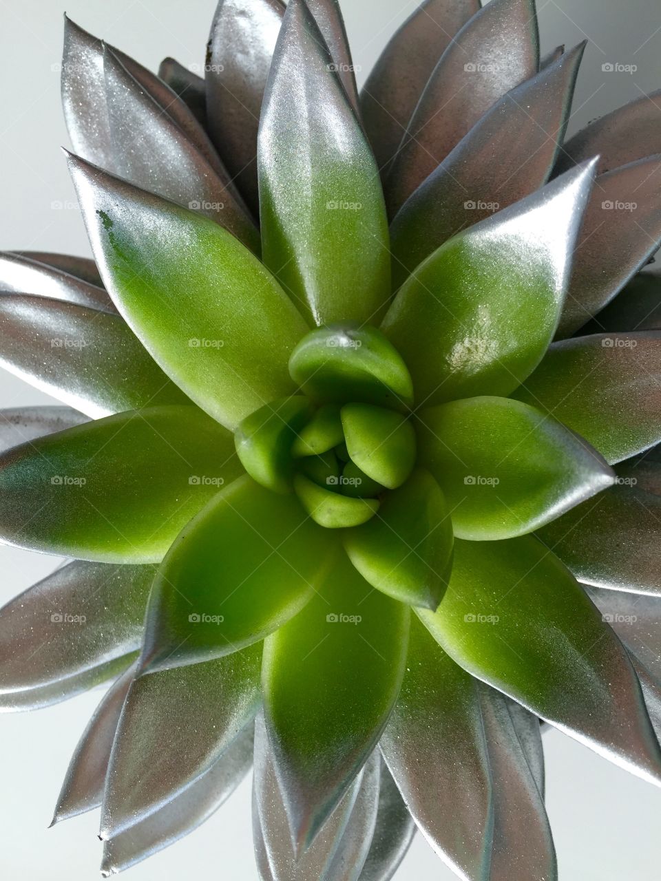 Succulent plant. 