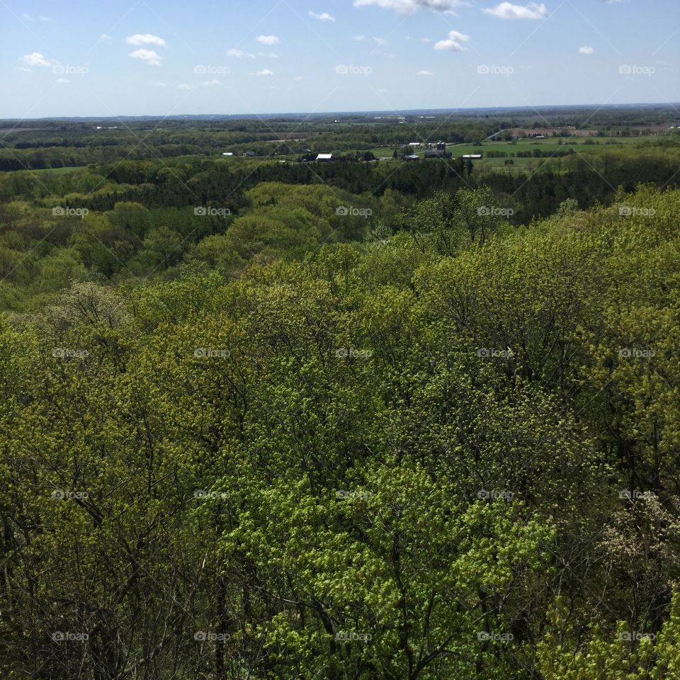 Looking Above The Trees