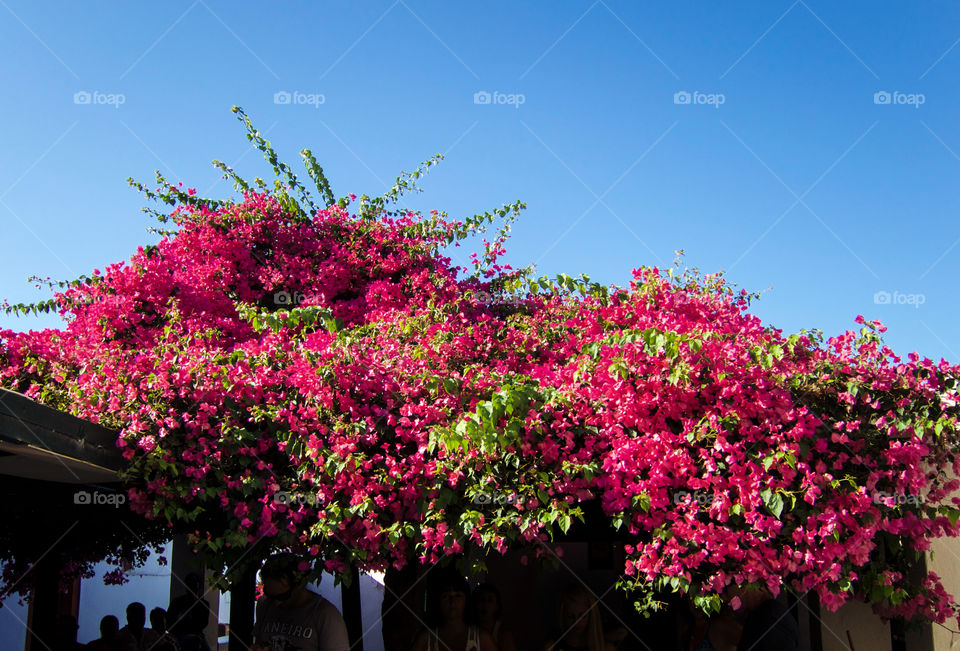 Bougainvillea flowers against clear sky