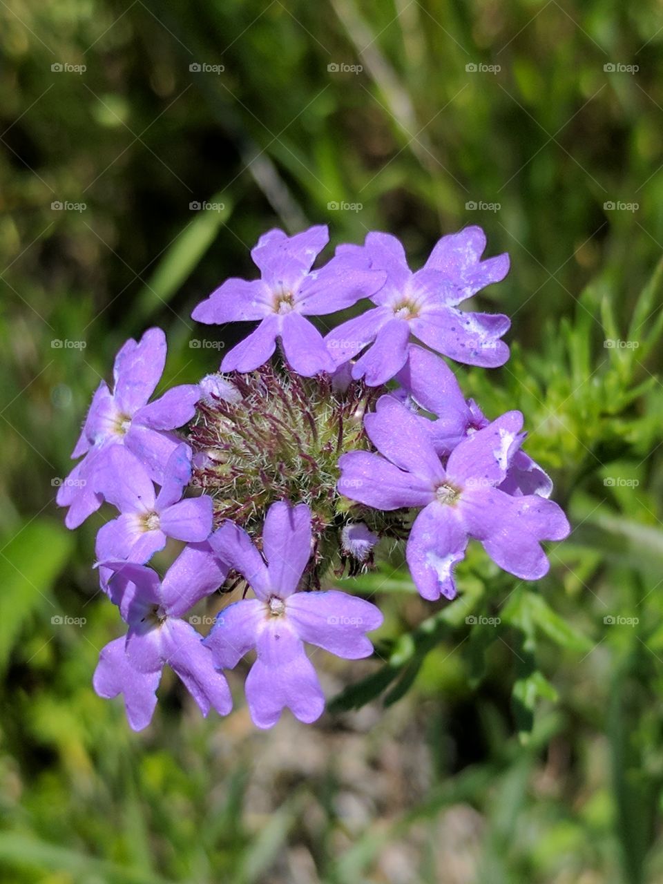 Close up of a Prairie Verbena