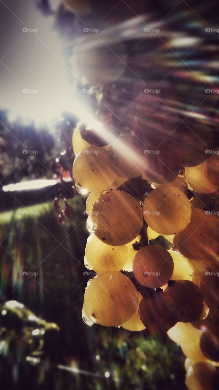 grapes in the sun