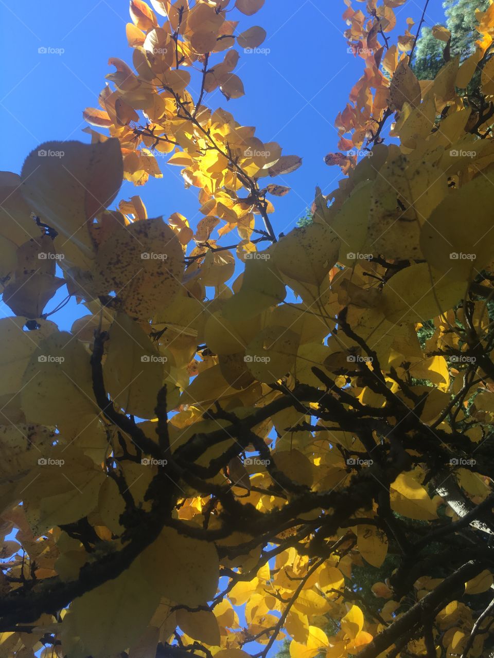 Fall, Leaf, Tree, Branch, Nature