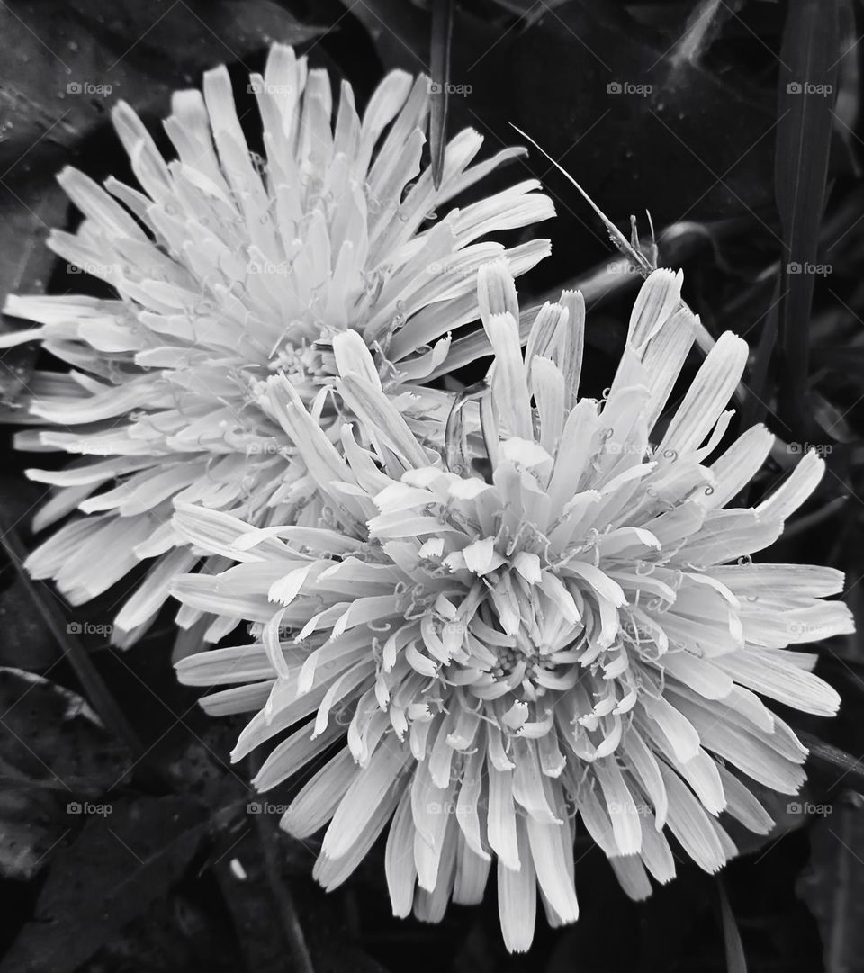 dandelions tweens in black and white
