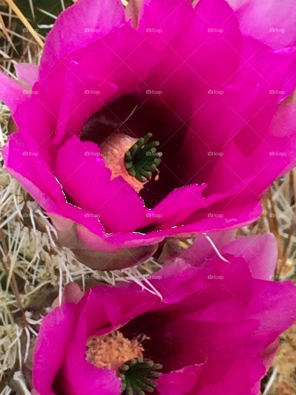 Engelmann's Hedgehog