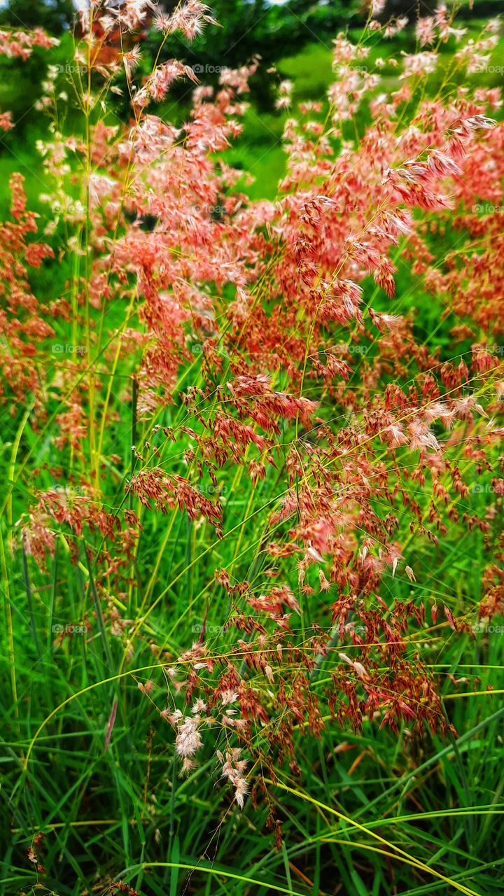 Pink flower with grass in the field,pink,flower,grass,field,foliage,plant,blossom,blooming,colorful,nature,landscape,countryside,rural,foliage,season,floral,spring,summer
