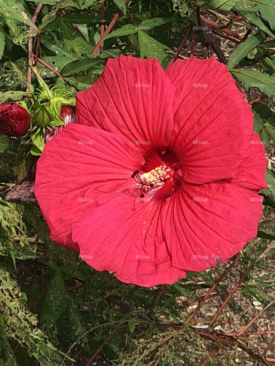 Red Flower