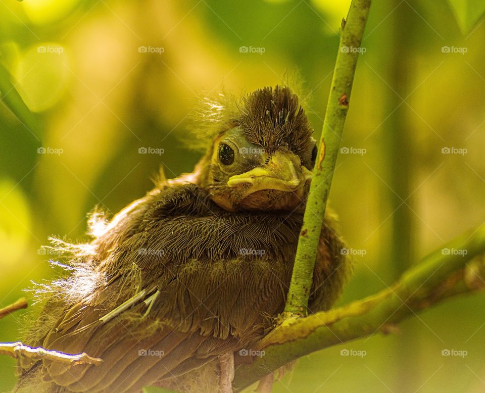 Baby Cardinal bird perched on branch