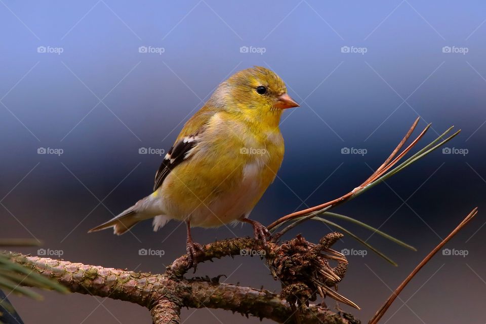 American goldfinch