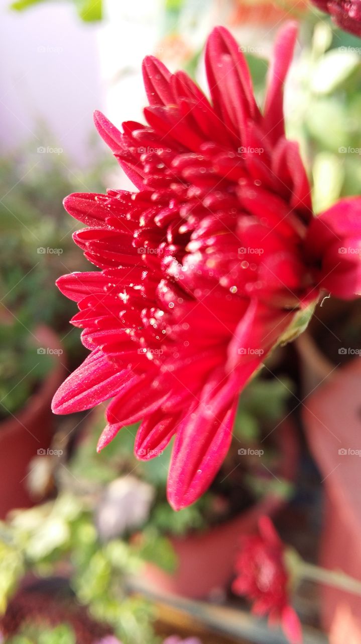 red flower