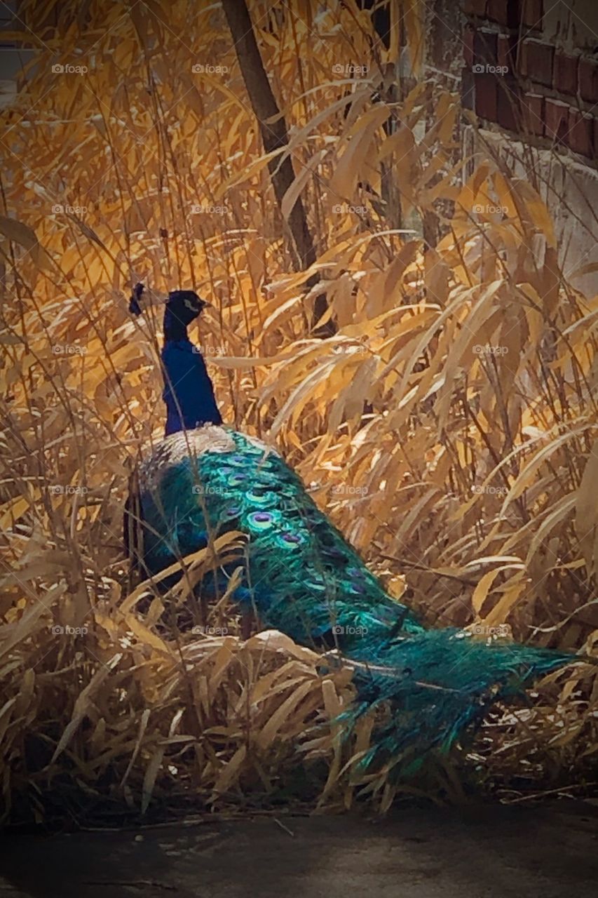 Zoo Animals- Peacock 