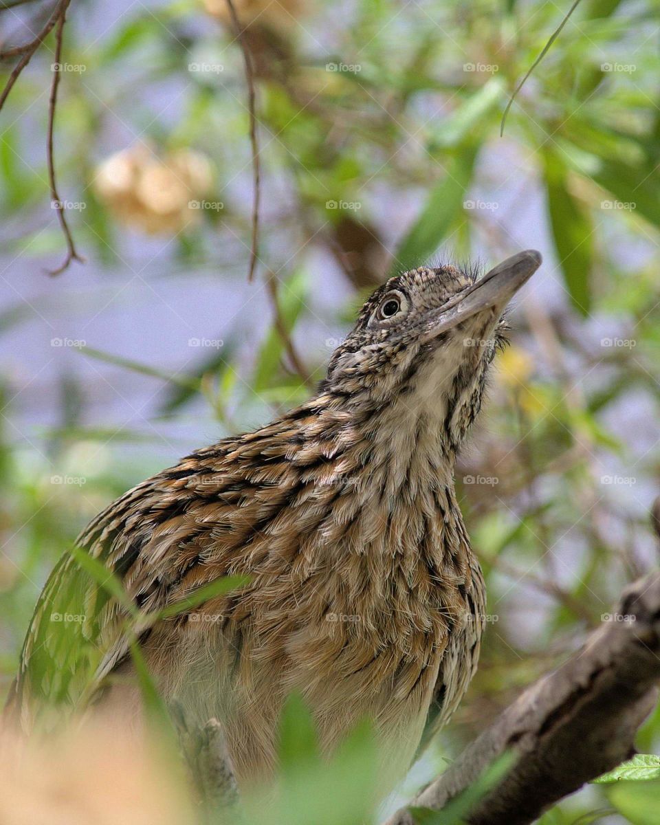 Roadrunner beep beep