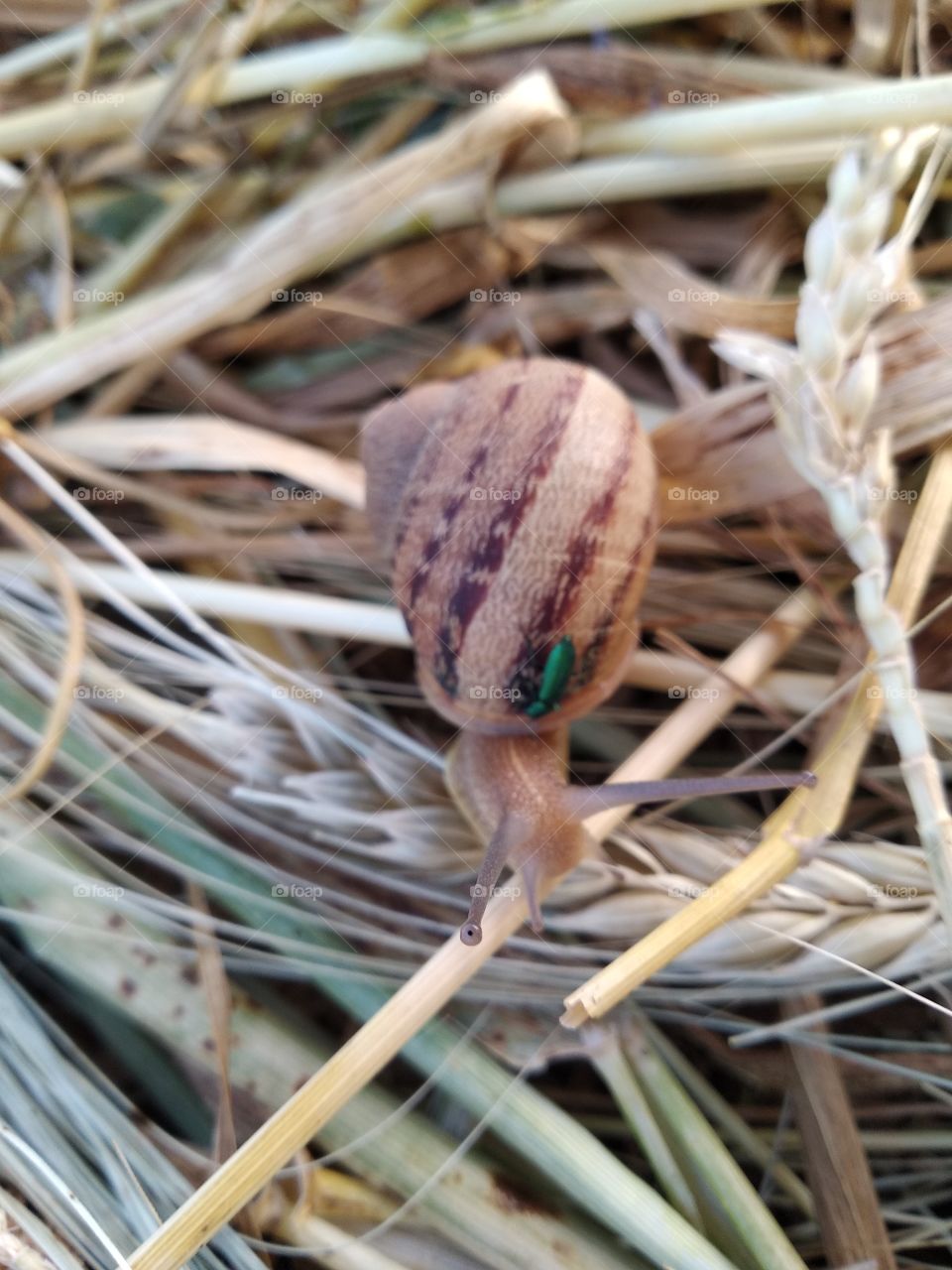 Snail