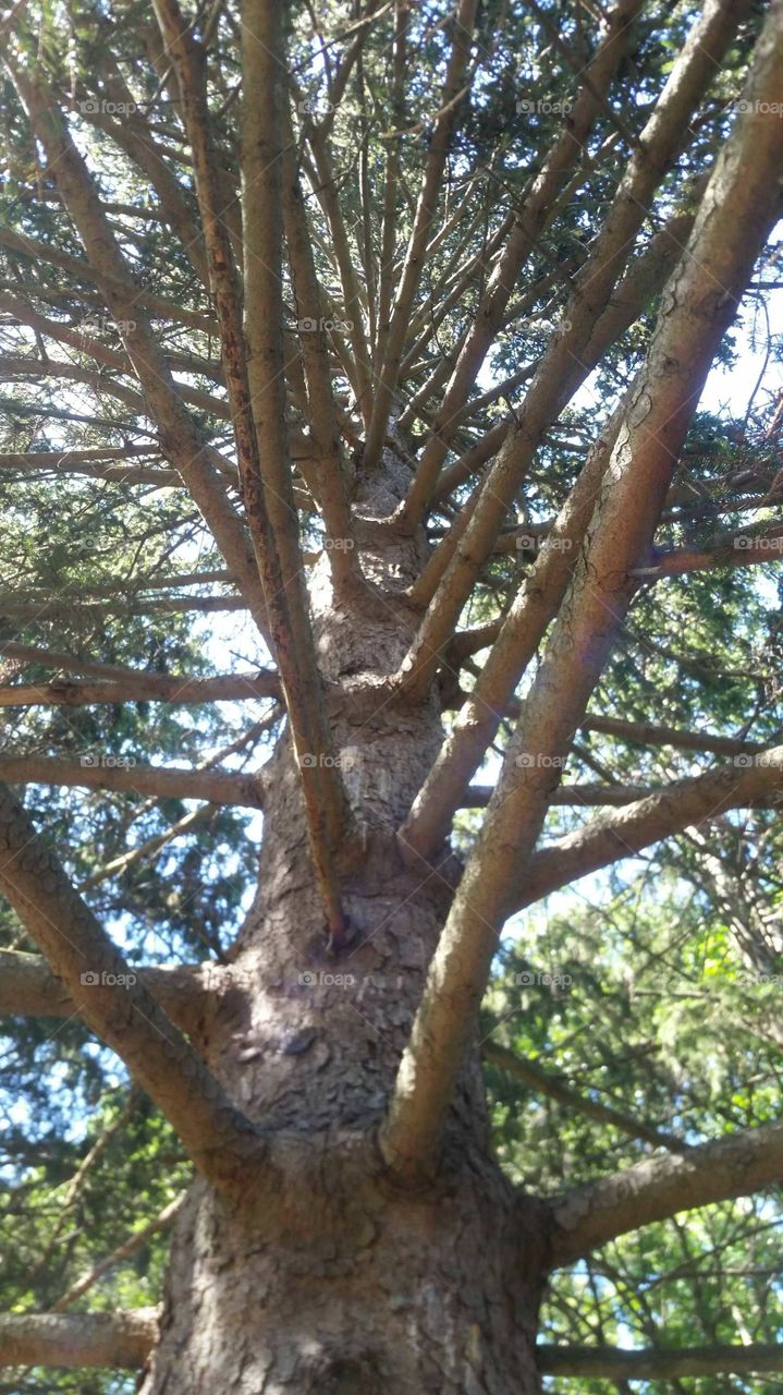 tree of growth