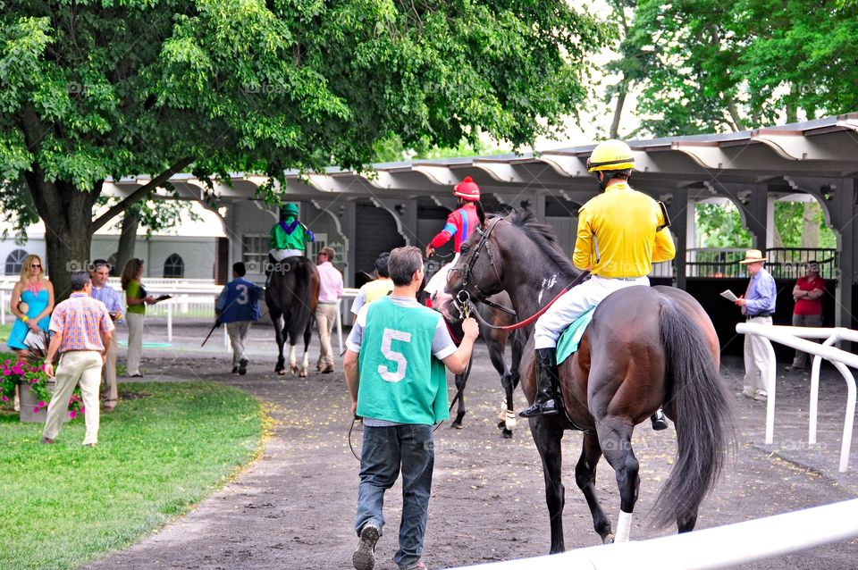 Belmont Park Paddock. Rider up! Going to the post from the paddock at Belmont park. Thoroughbreds are in line and ready to race. 
Fleetphoto 