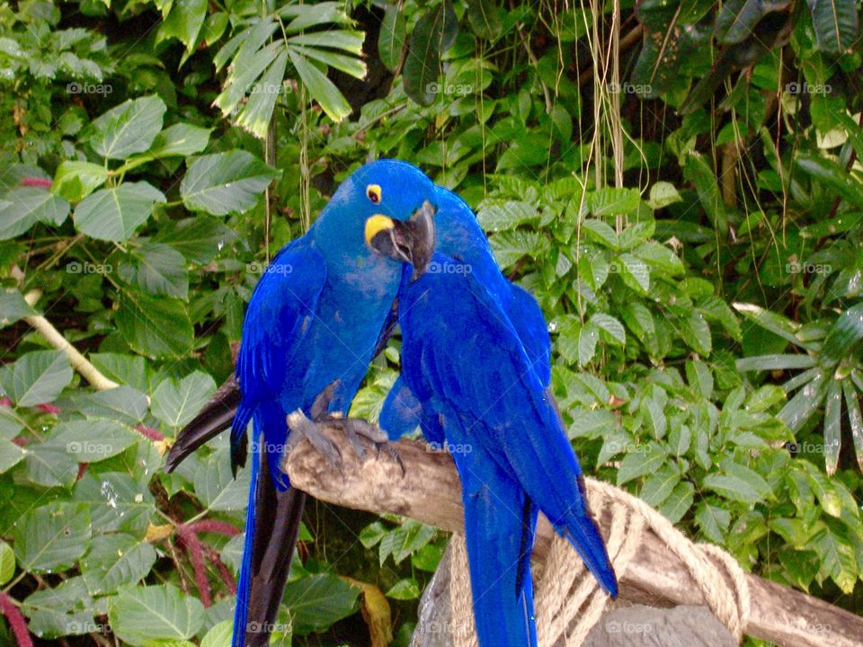 Blue love bird we saw in Galveston Texas 