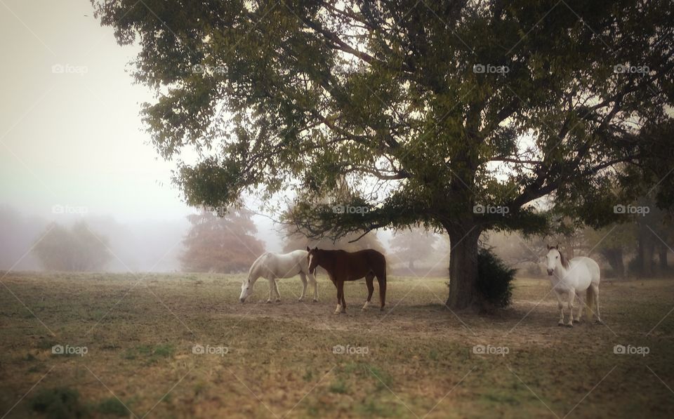 Three horses under a tree in early morning fog first signs of autumn